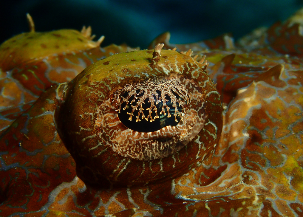 Club de plongée Nusa Penida | Karma Diving & Yoga