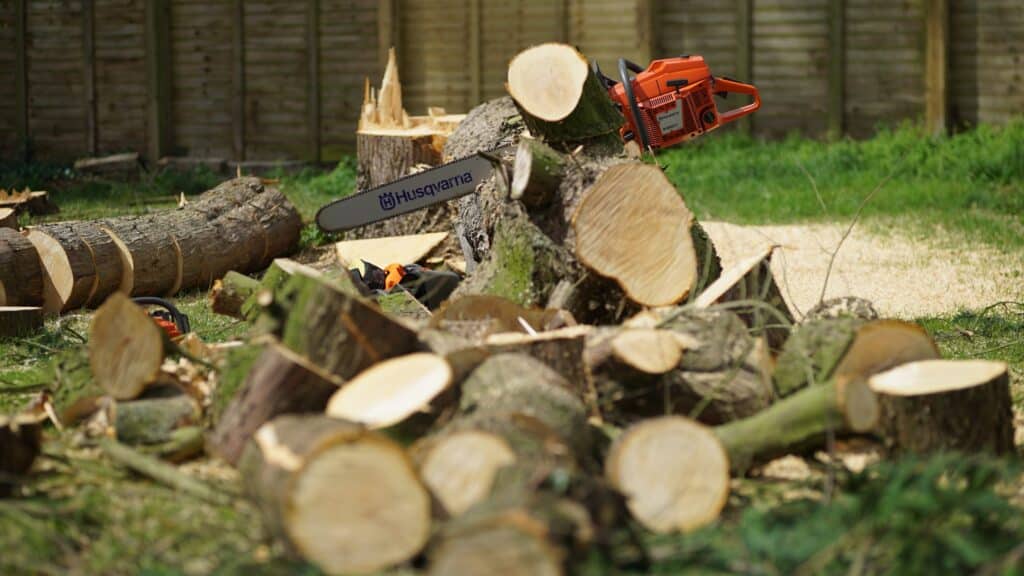 NI Tree Surgeon Guide: Pricing, Services & What to Expect